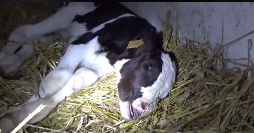 Rémi Gaillard publie sa première enquête dans des exploitations laitières